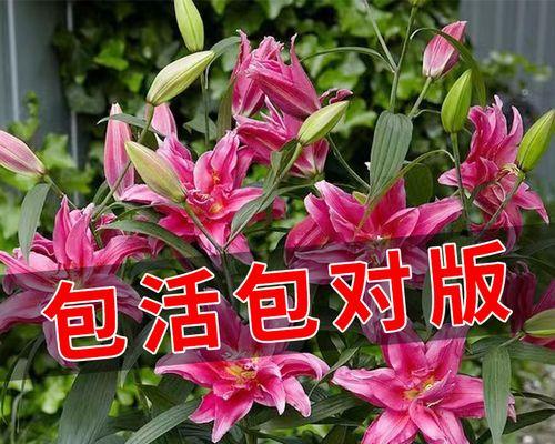 郁金香种球水培方法及流程（掌握郁金香的养护技巧）