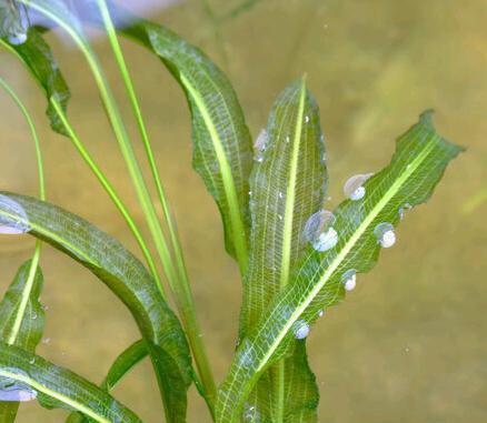 金鱼藻怎么种植（金鱼藻的种植方法讲解）