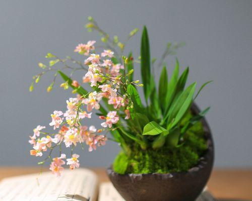 室内耐阴花卉植物有哪些（室内耐阴的绿植排名）