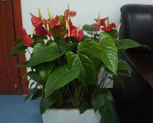火鹤花怎么养花更红（有关火鹤花的养护知识）