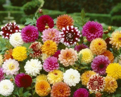 太阳花花籽怎么种出来（太阳花的栽培技术要点）