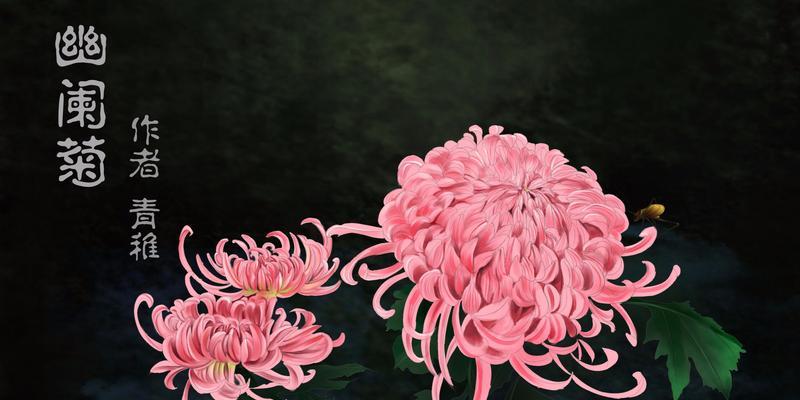 菊花之美（菊花色彩的丰富与花语的深刻意义）