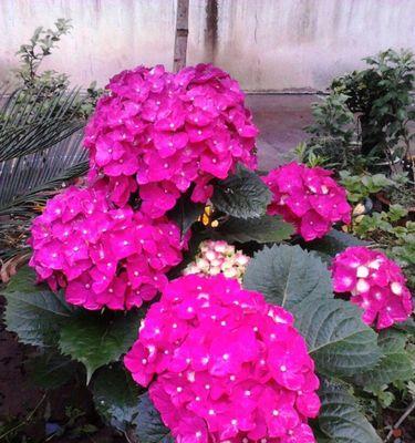 蓝边八仙花（追寻生命的守护者）