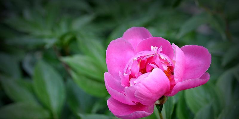 蓝牡丹花语与寓意（传递神秘与不凡的花语）