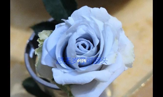 蓝色月季花语之美——天骄优雅（探寻蓝色月季的内涵与魅力）