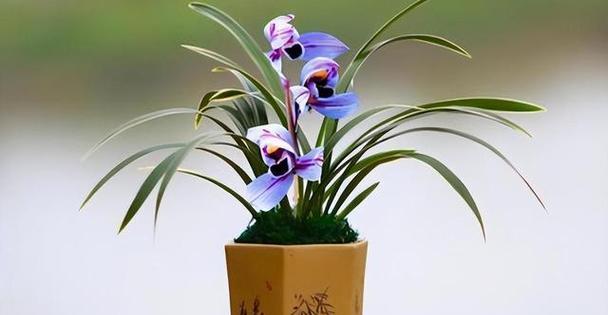 兰花之美（探秘兰花绽放的奥秘）