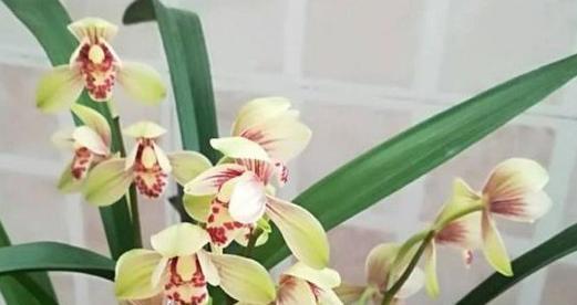 兰花(探寻兰花的象征意义)