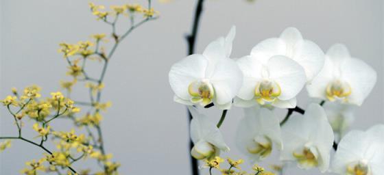 探秘兰花语的魅力（传递真情的神奇语言）