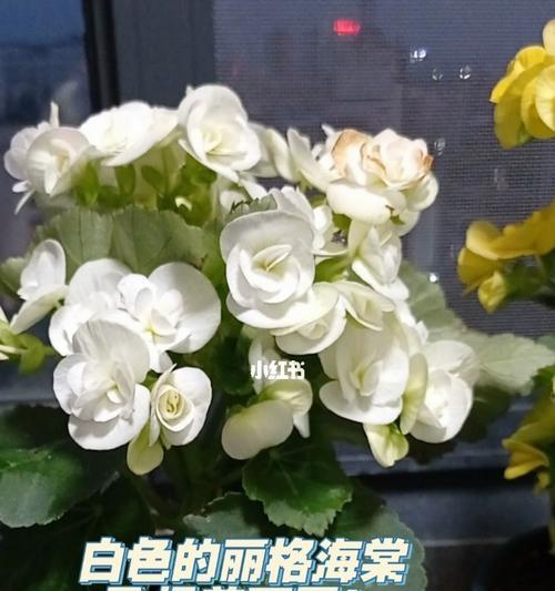 丽格海棠花语（红色的希望在花海中绽放）