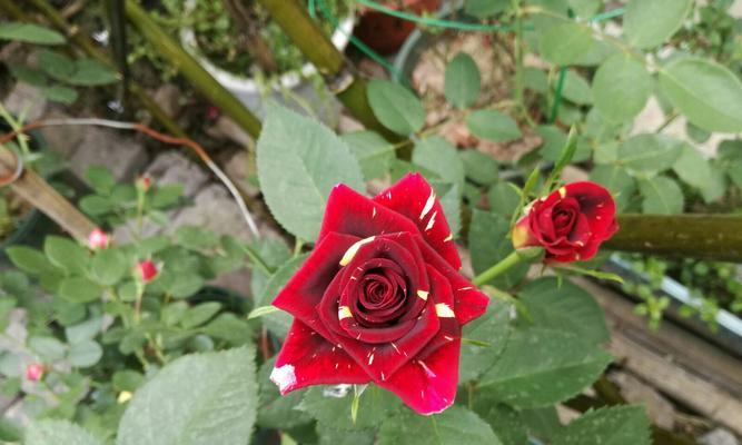 流星雨月季花花语——绽放幸福的时刻（探索花朵之语）
