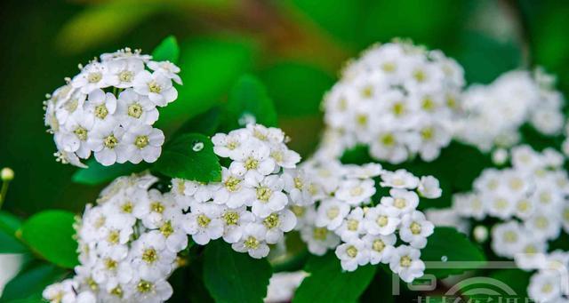 麻叶绣线菊花语之美丽的寓意（探寻麻叶绣线菊花的花语和象征意义）
