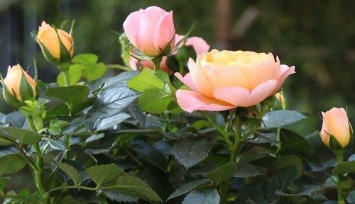玛利亚玫瑰花语的意义与传承（探索花朵之语）