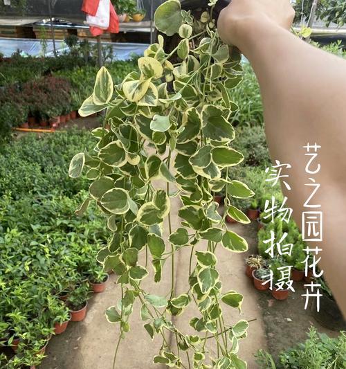 蔓长春花（以蔓长春花的花语感悟生活的意义）