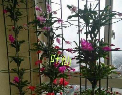 毛蟹爪兰，花开如梦（探寻毛蟹爪兰的神秘语言与美丽花朵）