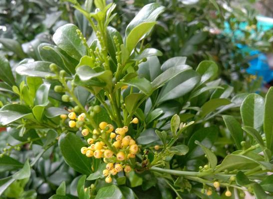 米兰花语的意义与传达（探寻米兰花的花语之美）