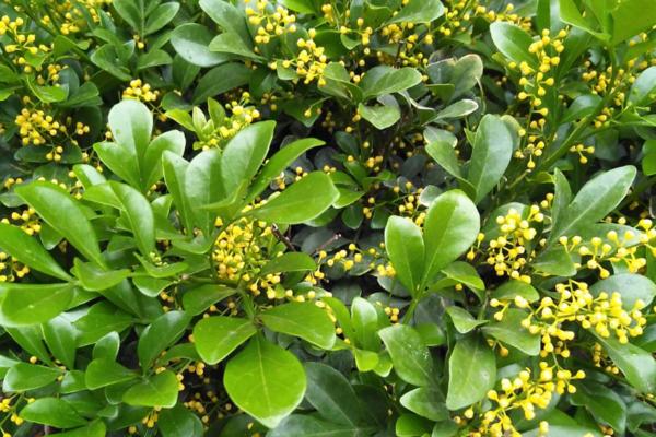 米兰花的象征与意义（探索米兰花的寓意与美丽）