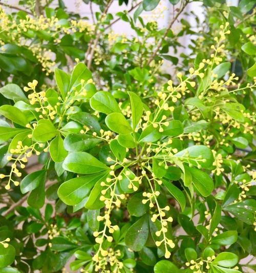 米兰花语的魅力与意义（探寻米兰花语的深层内涵及其应用领域）