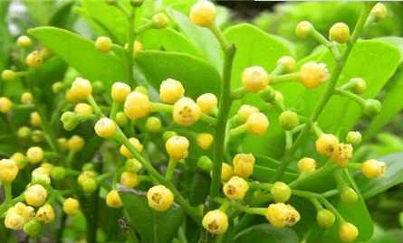 米兰花语的魅力与意义（探寻米兰花语的深层内涵及其应用领域）