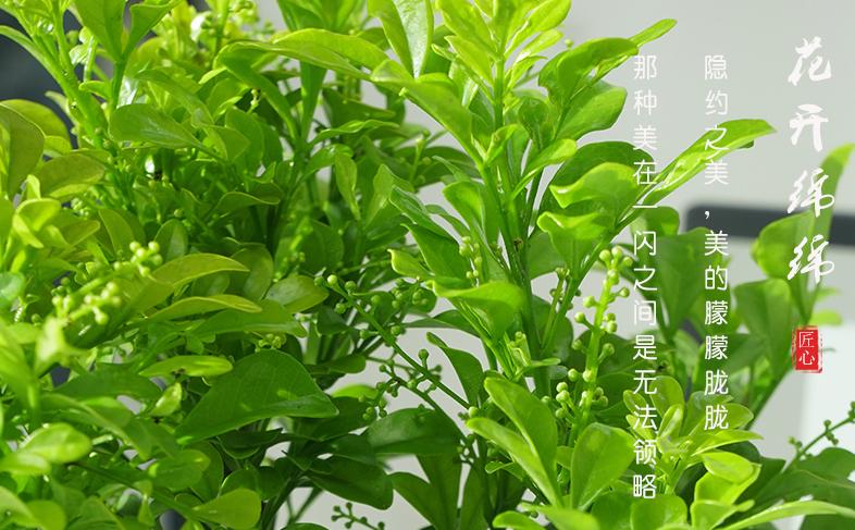米兰花语之美-传递爱与温暖的语言（探寻米兰花语的丰富内涵与深远意义）