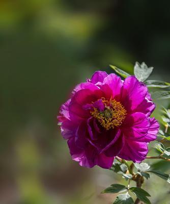 牡丹花（花中皇后的象征意义）