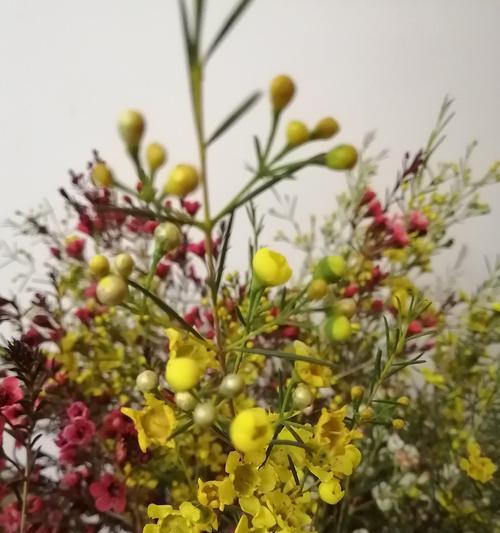 盆栽腊梅花语（腊梅花的花语及其文化内涵）
