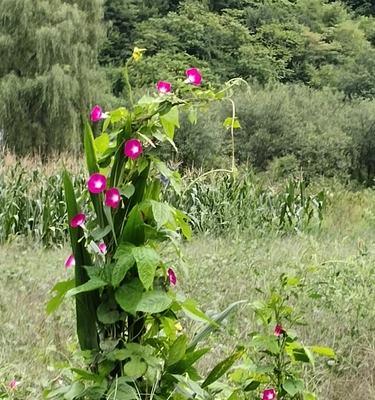 以牵牛花象征着的美丽爱情之花（探寻牵牛花之谜）