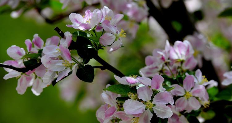 探寻日本海棠花的花语奥秘（美丽的海棠花）
