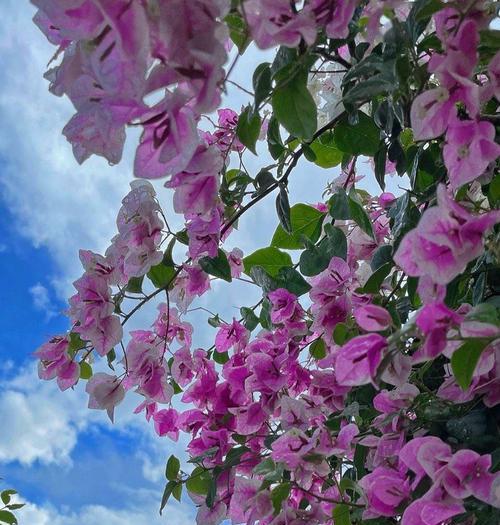 三角梅的花语与意义（探究三角梅在花中所代表的隐含寓意）