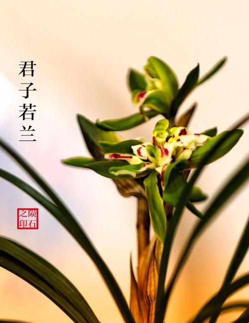 绍兴兰花之美——花语与寓意（揭示绍兴兰花的神秘语言）