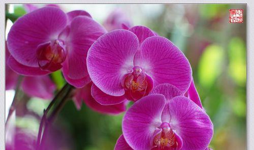 绍兴兰花之美——花语与寓意（揭示绍兴兰花的神秘语言）