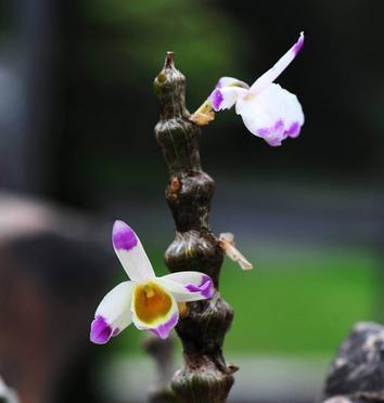 石斛兰花语之美——揭示石斛兰的花语与象征（石斛兰花语的魅力与意义）
