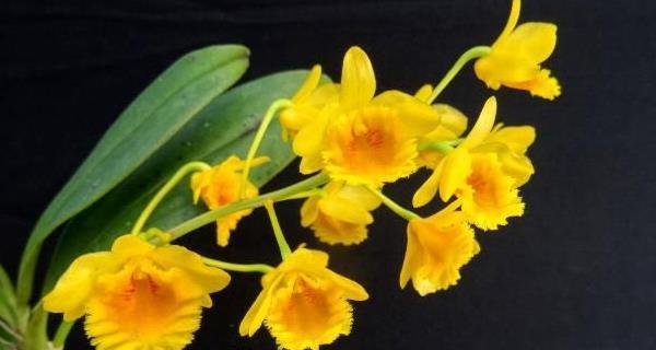 石斛兰花语之美——揭示石斛兰的花语与象征（石斛兰花语的魅力与意义）