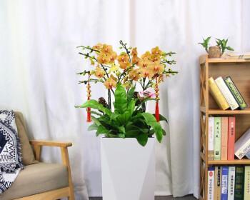 室内植物花（探索室内植物花如何成为财运的象征）