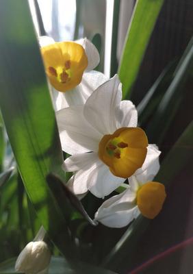 水仙花（从花卉到精神寄托）