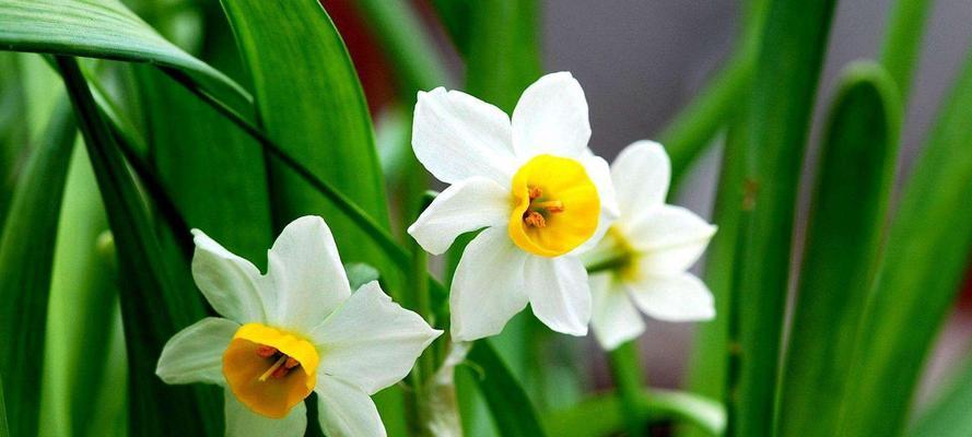 水仙花的寓意与象征（探索水仙花的美丽与深意）