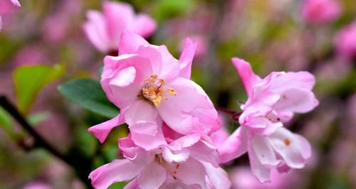 四季海棠花花语——四季常青、情感永恒（四季海棠花的特点和象征）