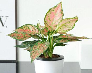 万年青花卉的美丽与寓意（探寻万年青花卉的奥秘与象征）