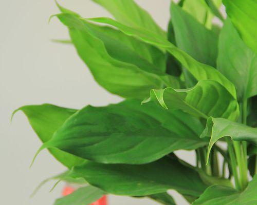 万年青花卉的美丽与寓意（探寻万年青花卉的奥秘与象征）