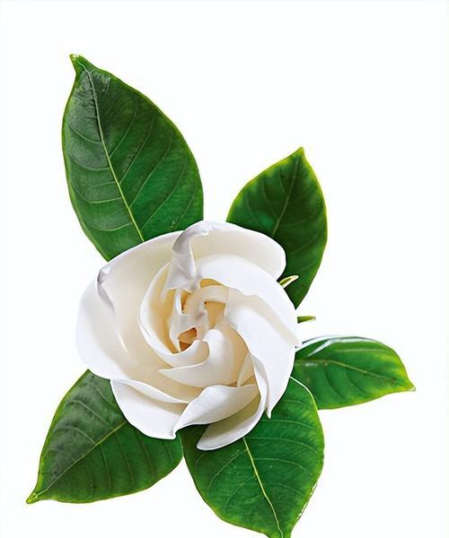 茉莉花语与寓意（美丽花朵中的情感表达）