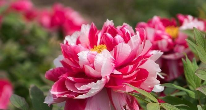 牡丹花的花语与寓意（探寻牡丹花的深层内涵与象征意义）
