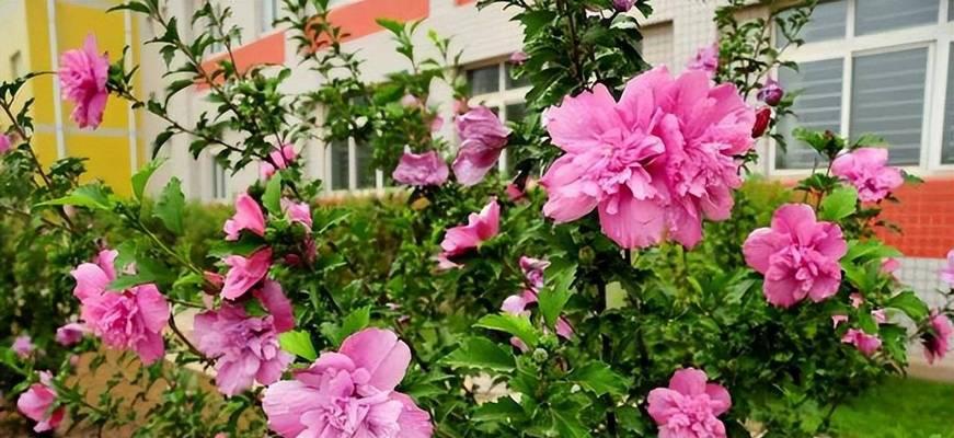 木槿花的花语和寓意（探索木槿花的深层意义与象征）