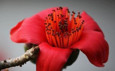 木棉花的花语及意义（探寻木棉花花语的深刻内涵）
