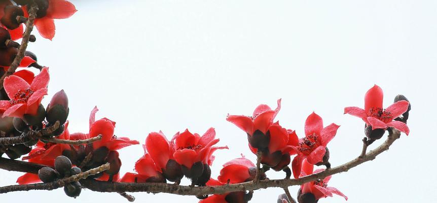 木棉花花语及其寓意解读（探索木棉花花语的奇妙世界）