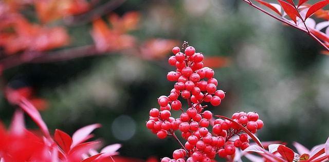 南天竹——生命的力量（探寻南天竹的象征意义和生命力）