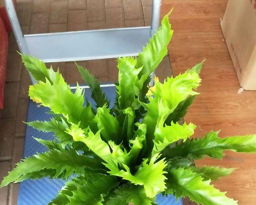 探寻鸟巢蕨的神秘花语（揭秘鸟巢蕨花语的真实含义）