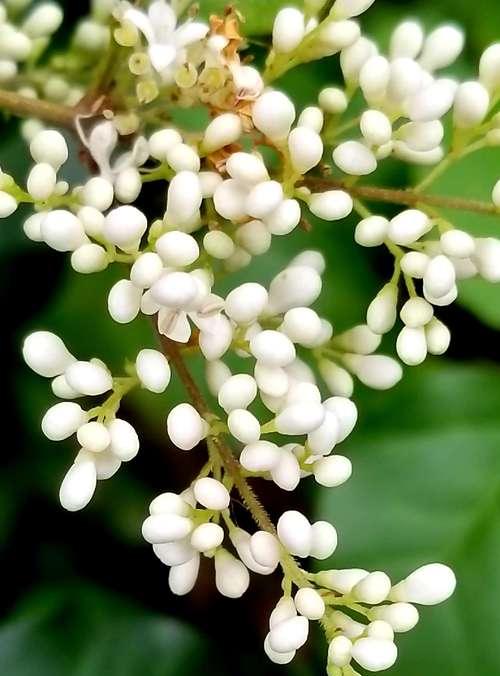 女贞花花语的奥秘（揭开女贞花背后的神秘面纱）