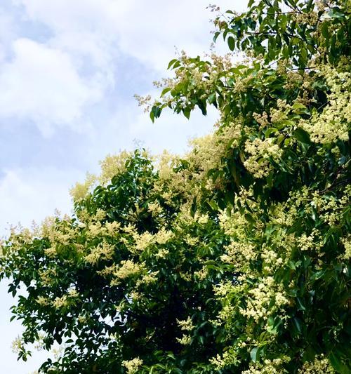 女贞花花语的奥秘（揭开女贞花背后的神秘面纱）