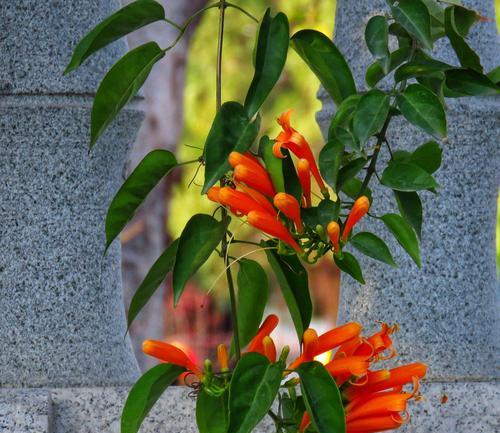 炮仗花的花语揭示喜庆之意（传达喜庆氛围的炮仗花）