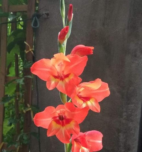 友情花语（探索朋友之间不同花束的寓意与意义）