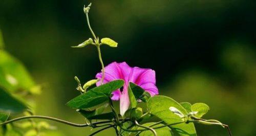牵牛花的寓意与象征（探寻牵牛花的意义和象征）